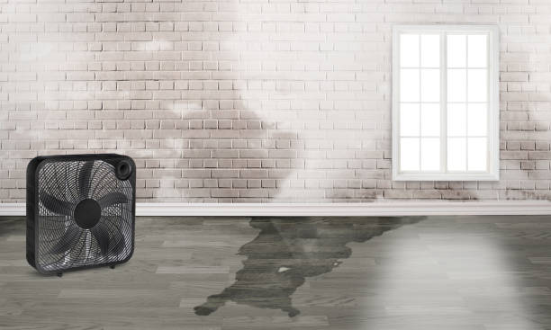 Best Local water damage restoration  in Smith Valley, NV